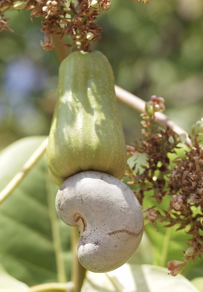 Agricultural production