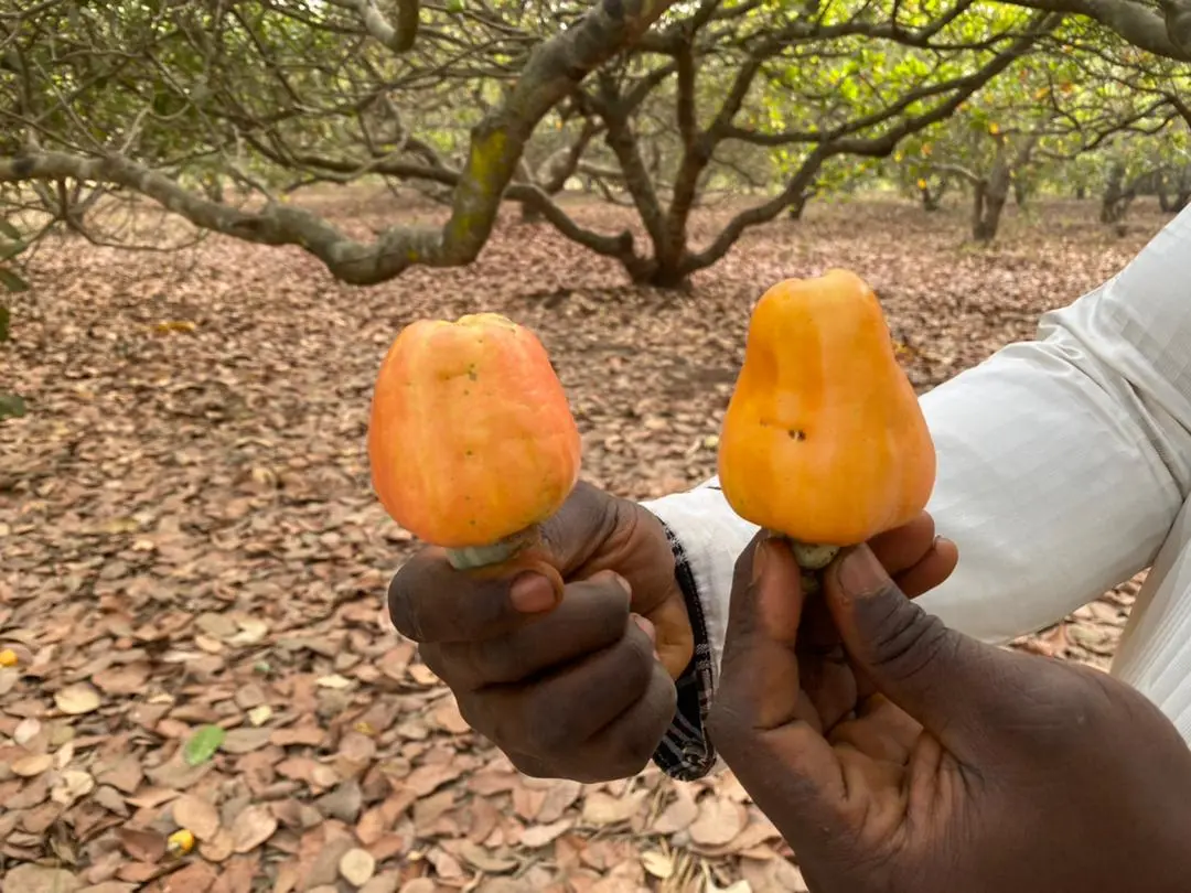 Our Story - Agricultural Heritage